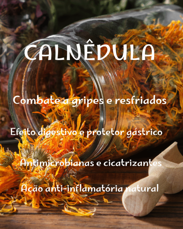 Calêndula - Image 2
