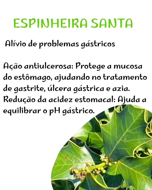 Espinheira Santa Pó - Image 2